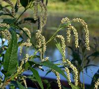 Image of Persicaria lapathifolia
