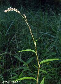 Persicaria careyi image