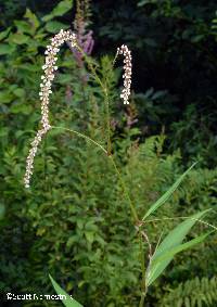 Image of Persicaria careyi