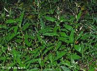 Persicaria longiseta image