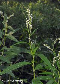 Image of Persicaria robustior