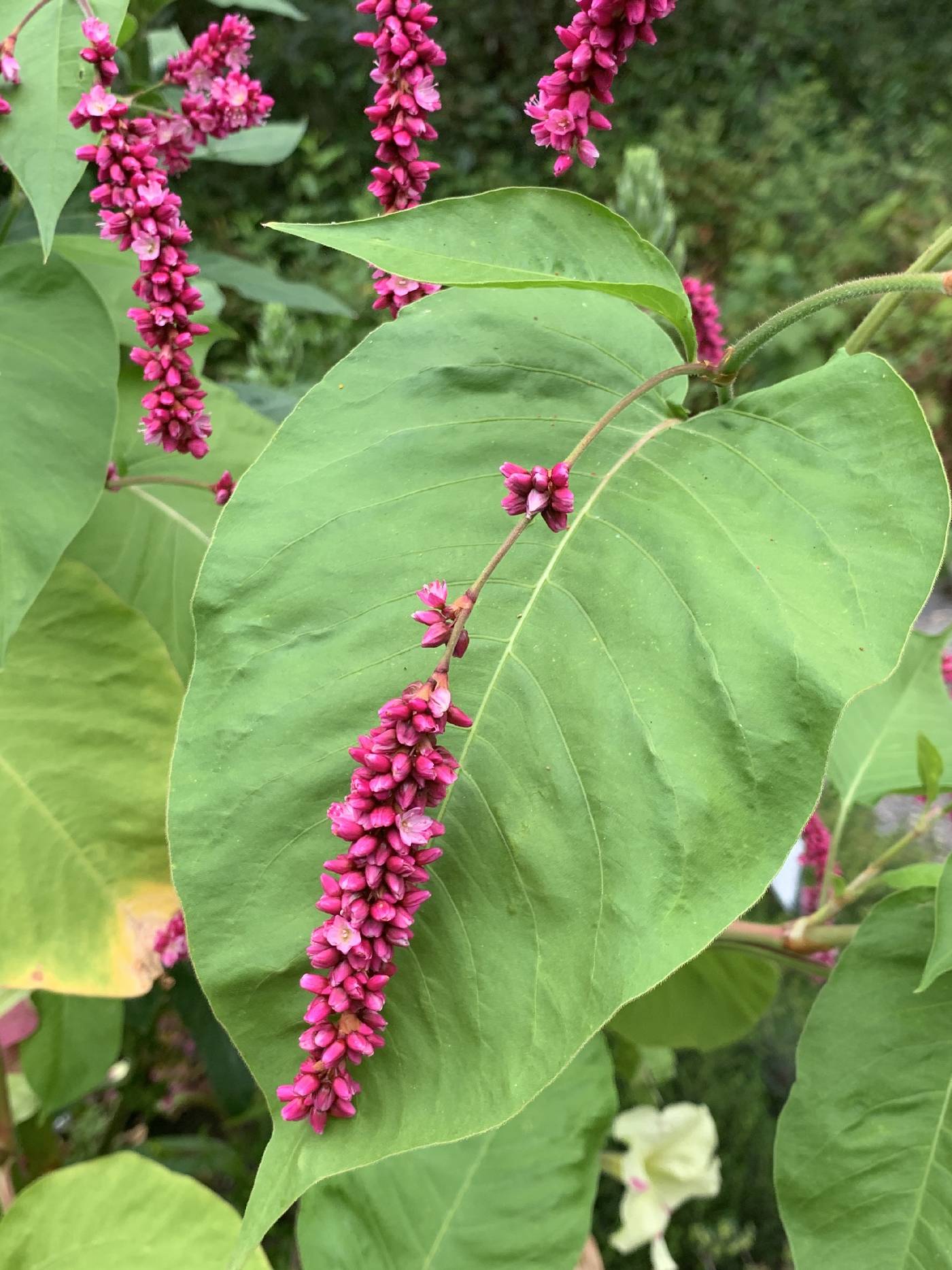 Persicaria orientalis image