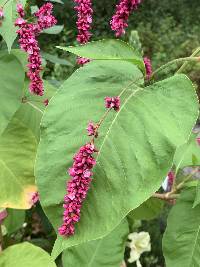 Image of Persicaria orientalis