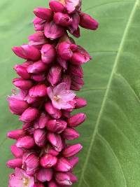 Persicaria orientalis image