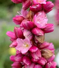 Persicaria orientalis image