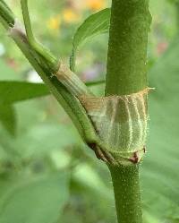 Persicaria orientalis image