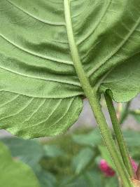 Persicaria orientalis image