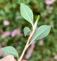 Bistorta vacciniifolia image