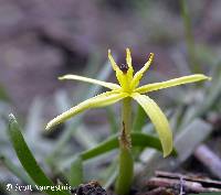 Heteranthera dubia image