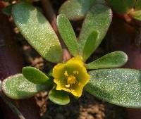 Portulaca oleracea image