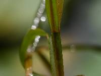 Potamogeton zosteriformis image