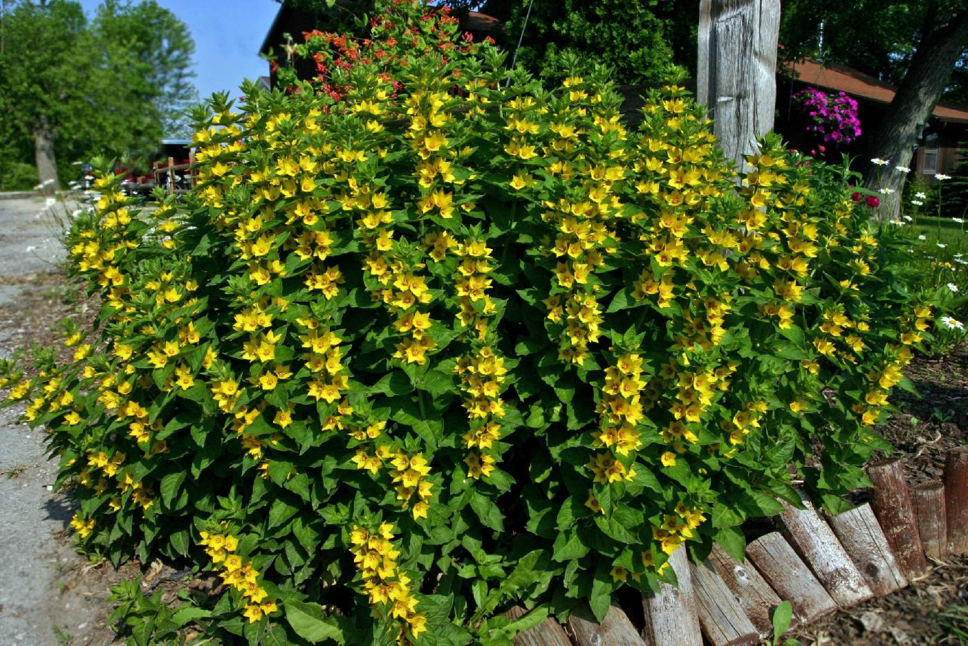 Lysimachia punctata image