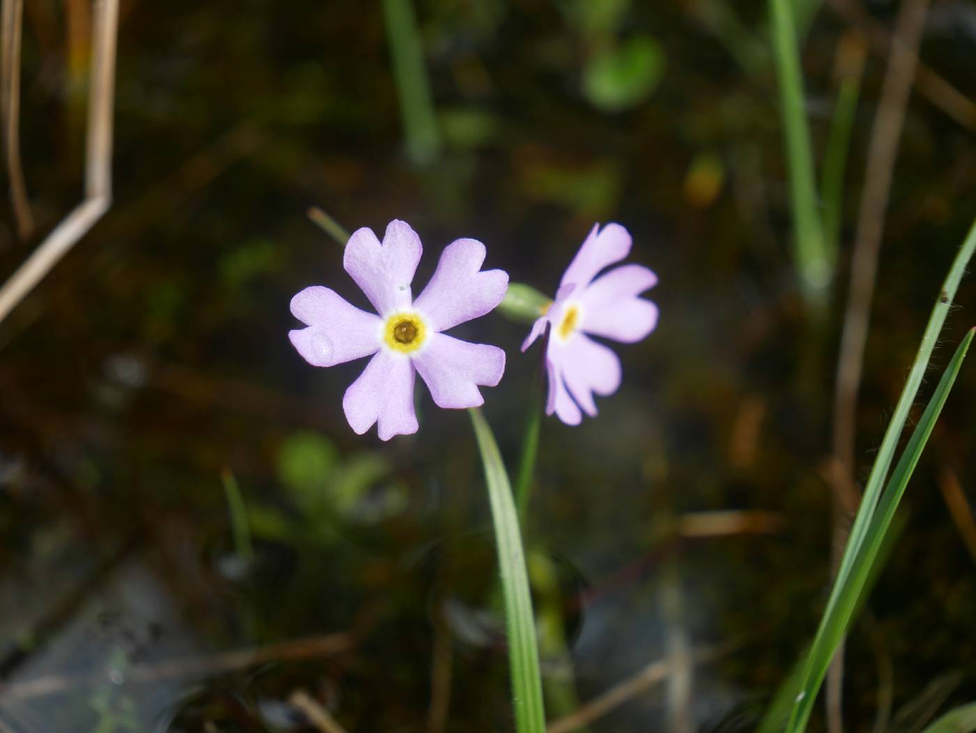 Primula mistassinica image