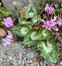 Cyclamen hederifolium image