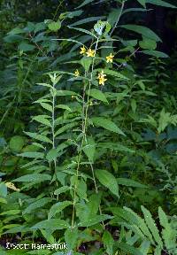 Lysimachia × producta image