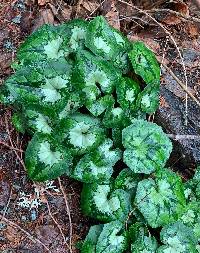 Cyclamen hederifolium image