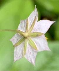 Trientalis latifolia image