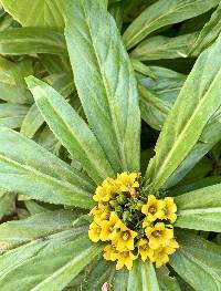 Lysimachia paridiformis image