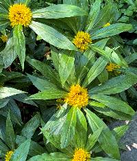 Lysimachia paridiformis image