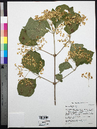 Viburnum dilatatum image