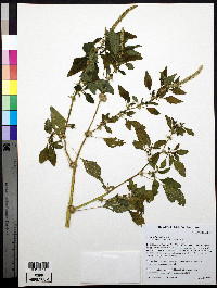 Amaranthus spinosus image