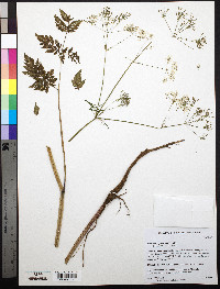 Anthriscus sylvestris image