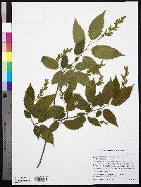 Carpinus caroliniana subsp. virginiana image