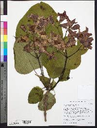 Catalpa speciosa image