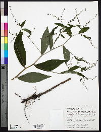 Hackelia virginiana image