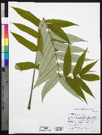 Rhus typhina image