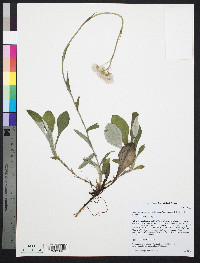 Antennaria parlinii subsp. fallax image