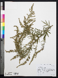 Artemisia vulgaris image