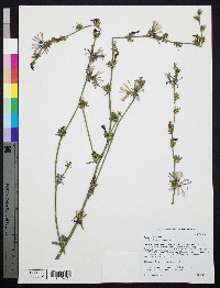 Cichorium intybus image