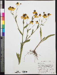 Helenium flexuosum image