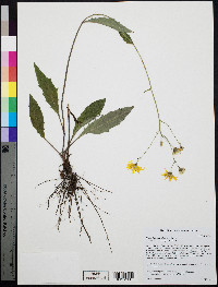 Hieracium maculatum image