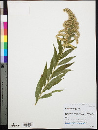 Solidago altissima subsp. altissima image