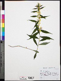 Solidago caesia var. caesia image