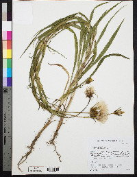 Tragopogon pratensis image