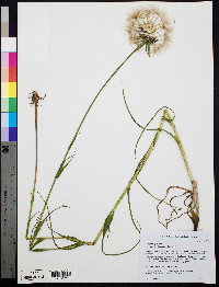 Tragopogon pratensis image