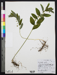 Polygonatum pubescens image