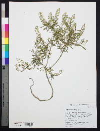 Lepidium virginicum subsp. virginicum image