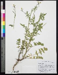 Sisymbrium officinale image