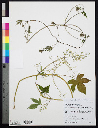 Humulus japonicus image