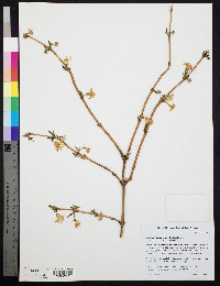 Lonicera fragrantissima image