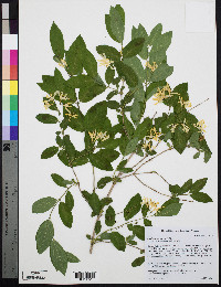 Lonicera morrowii image