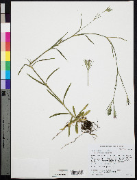 Dianthus armeria subsp. armeria image