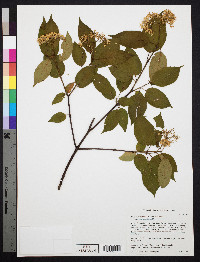Cornus amomum subsp. amomum image