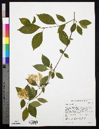 Cornus racemosa image