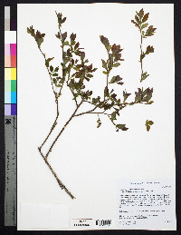 Vaccinium angustifolium image