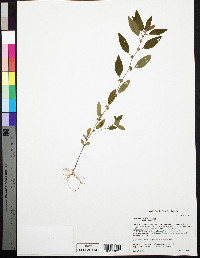 Acalypha gracilens image